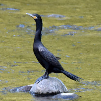 Neotropic Cormorant